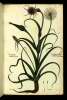  Fol. 328 

S
Taxus Turcar
Barbula bircina
Tragoponon purpureum
Lucetona Morel. Bonon